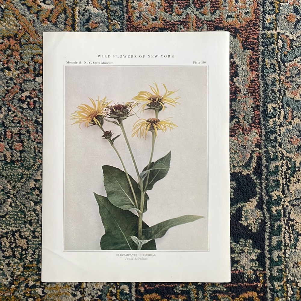 🖤5/$25 Antique Botanical Plant Print Original 100 years old Vintage Flower art
